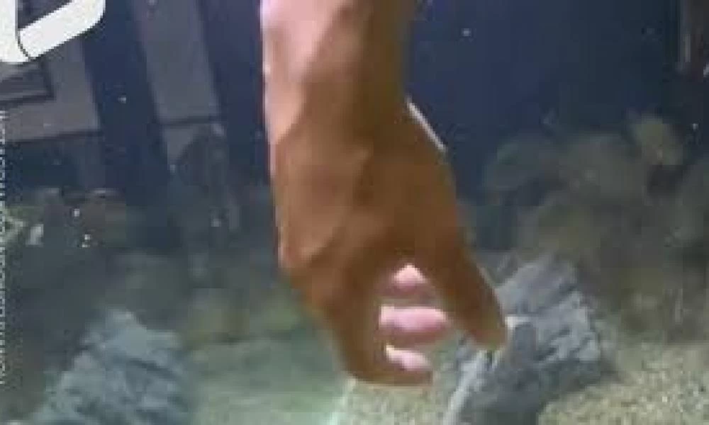 Άντρας ταΐζει σαρκοφάγα πιράνχας και βάζει το χέρι του στο ενυδρείο (βίντεο)